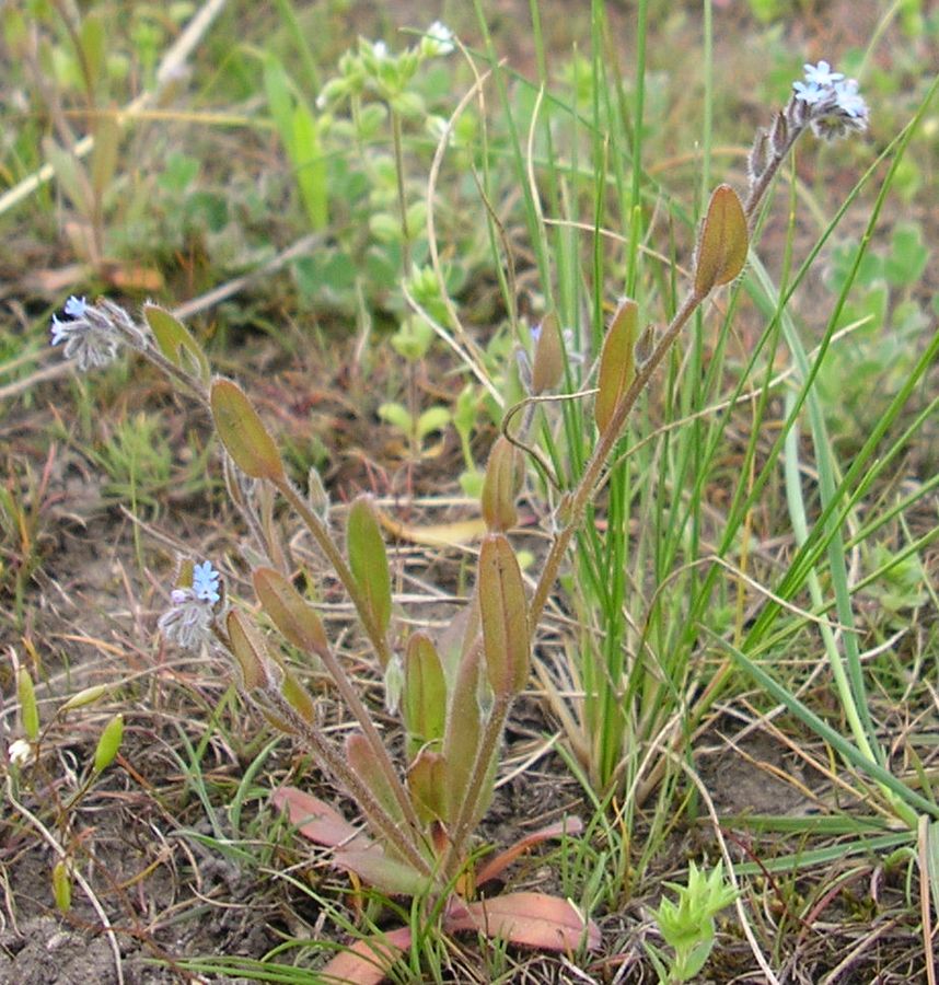 Изображение особи Myosotis micrantha.