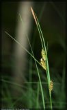 Carex nigra