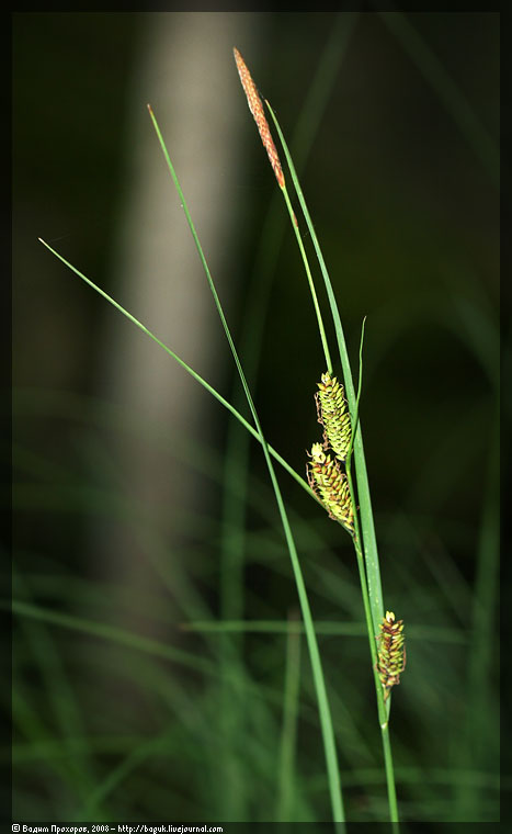 Image of Carex nigra specimen.