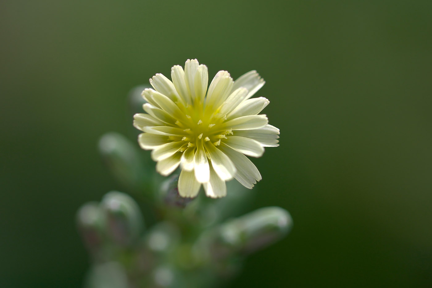 Изображение особи Lactuca serriola.