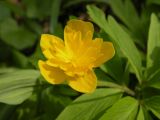 Anemone ranunculoides. Цветок (природная махровая форма). Днепропетровская обл., байрачный лес в верховьях р. Самоткани. 25.04.2010.