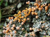 genus Baeomyces. Слоевище с апотециями. Украина, Ивано-Франковская обл., Болеховский горсовет, Поляницкий сельсовет, Поляницкий региональный ландшафтный парк, ур. Граница, опушка елового леса. 21.09.2017.