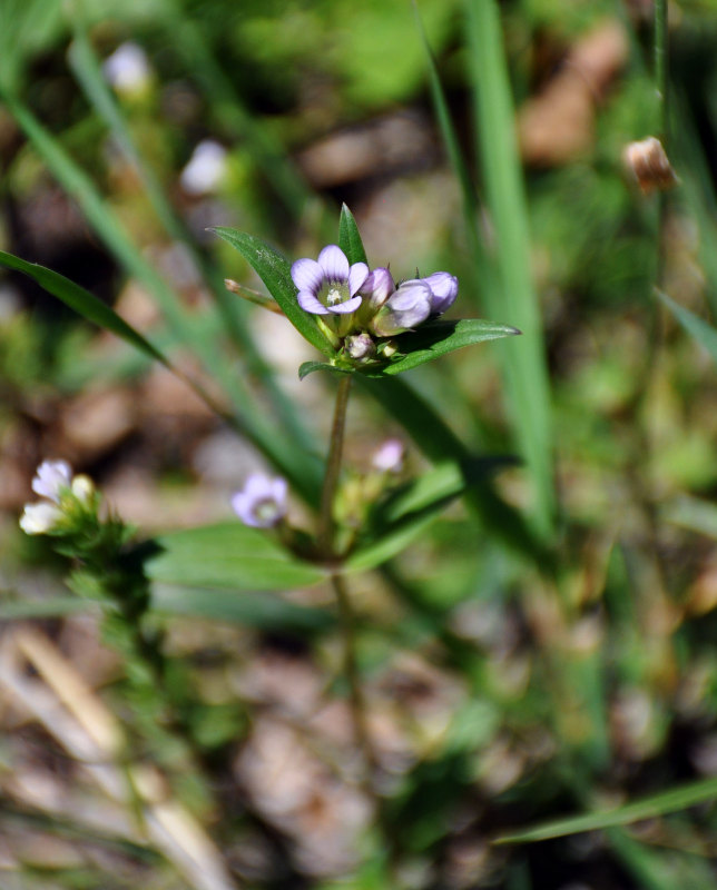 Image of Gentianella turkestanorum specimen.