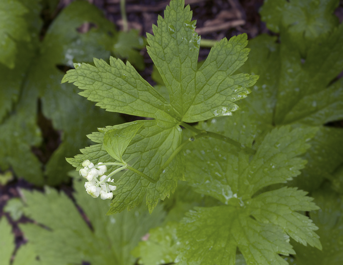 Изображение особи Trautvetteria japonica.