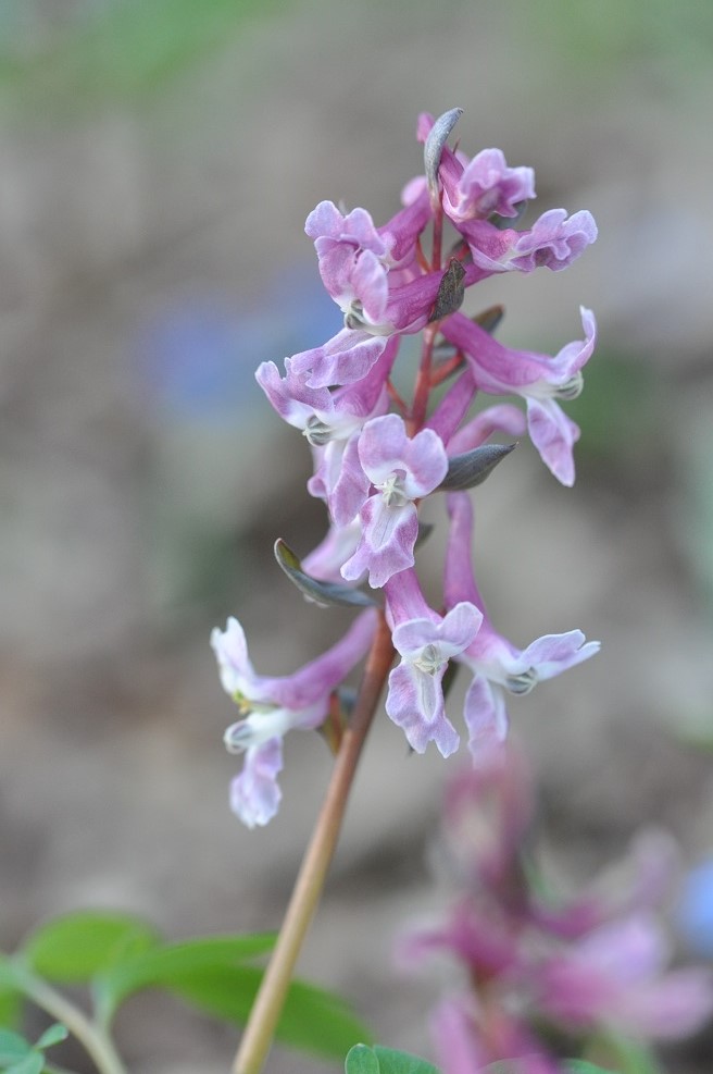 Изображение особи Corydalis marschalliana.