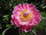 Paeonia lactiflora. Цветок (культивар). Марий Эл, г. Йошкар-Ола, лицей № 11, сквер, в культуре. 29.06.2017.