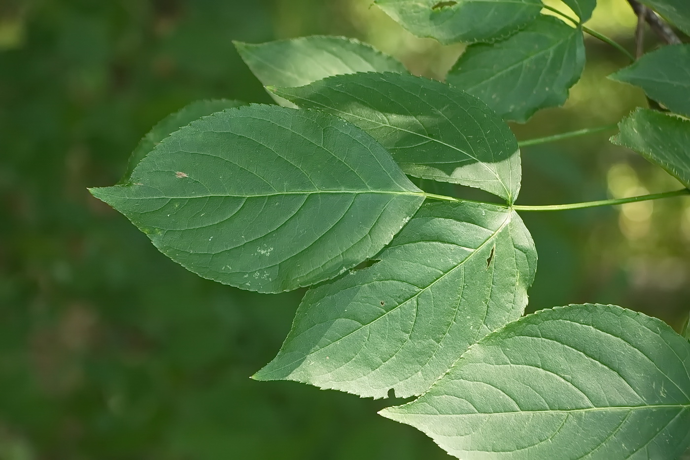 Image of Staphylea colchica specimen.