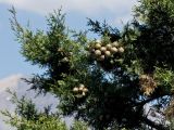 Cupressus sempervirens