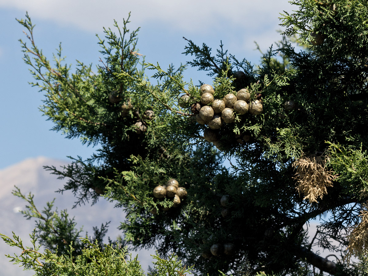 Image of Cupressus sempervirens specimen.