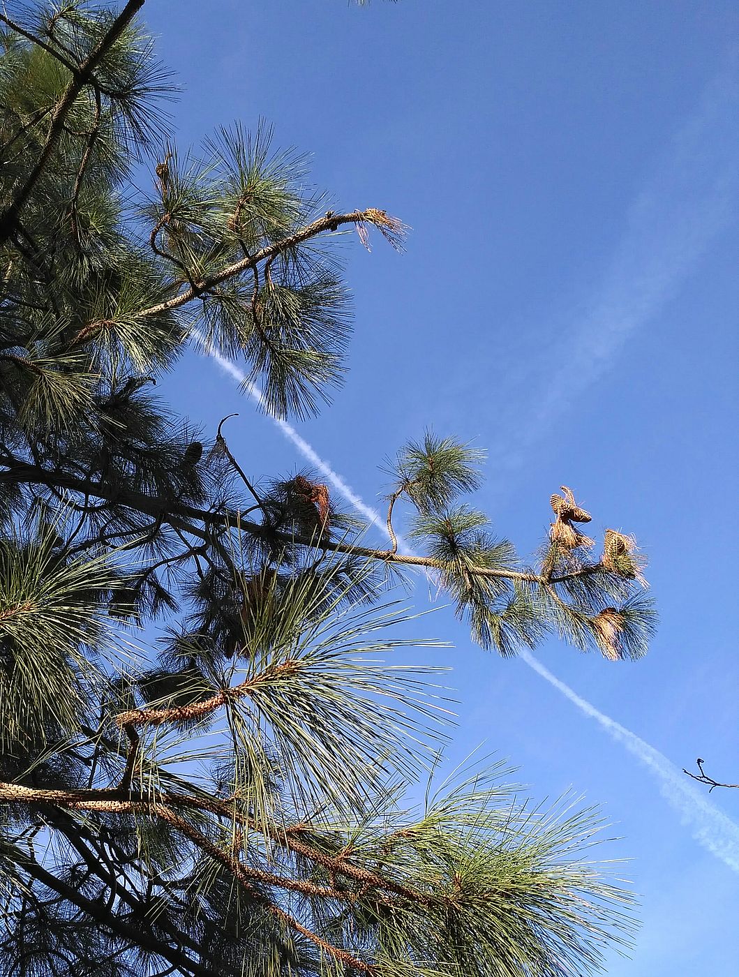 Image of Pinus sabiniana specimen.