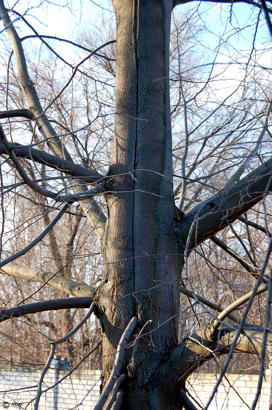 Изображение особи Tilia mandshurica.