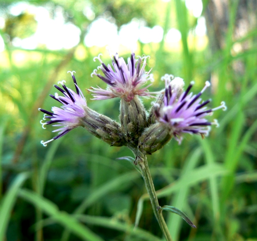 Image of Saussurea amurensis specimen.