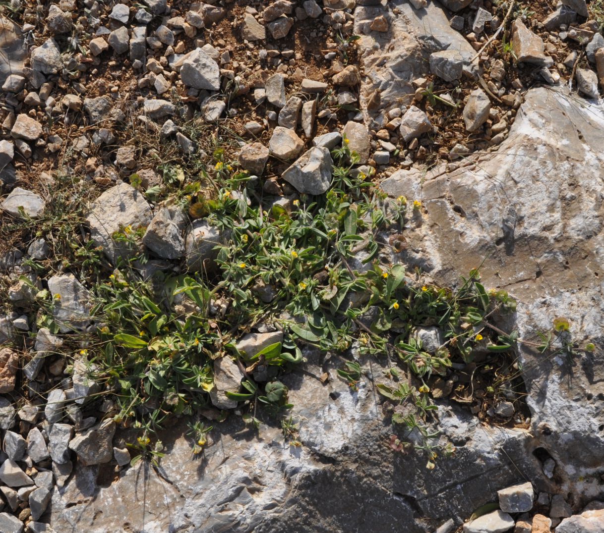 Image of Hymenocarpos circinnatus specimen.