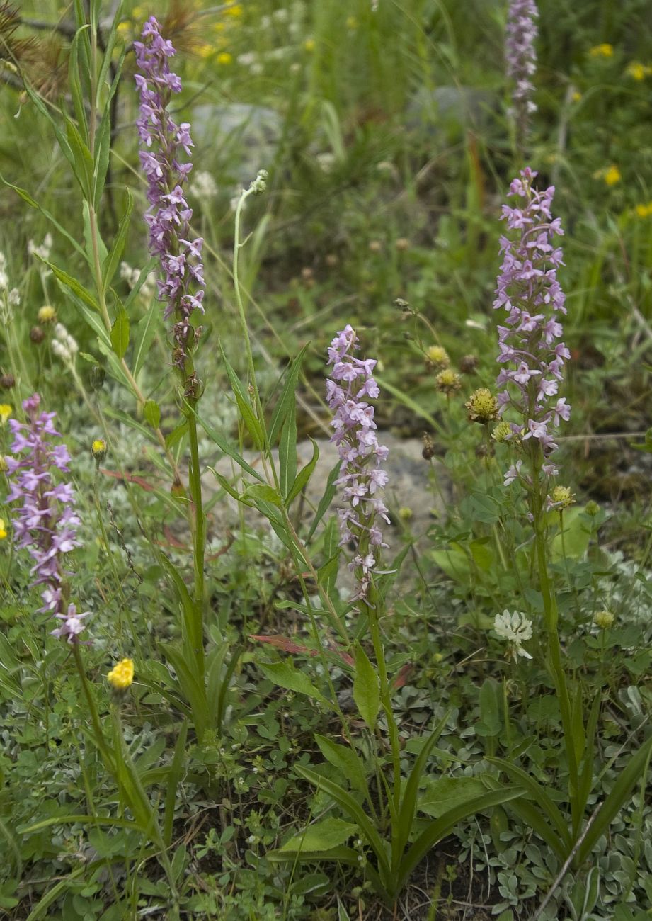 Image of Gymnadenia conopsea specimen.