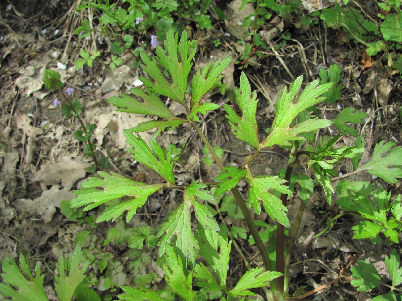 Image of Ranunculus repens specimen.