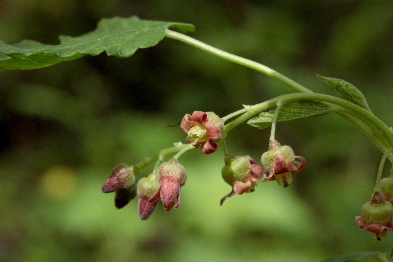 Image of Ribes nigrum specimen.