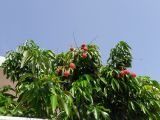 Litchi chinensis