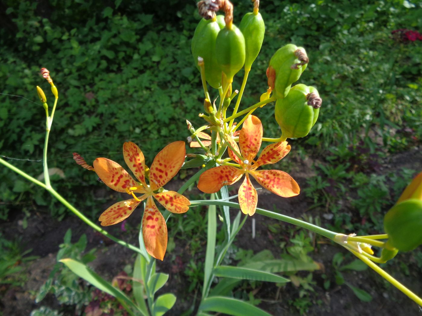 Изображение особи Belamcanda chinensis.