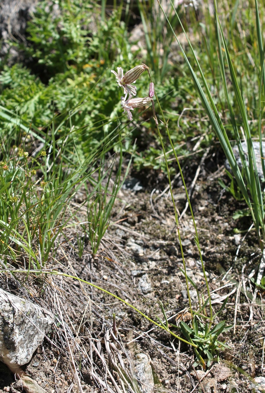 Image of Silene lychnidea specimen.