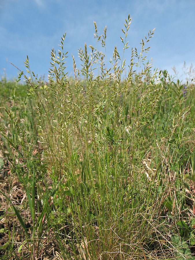 Image of Festuca valesiaca specimen.