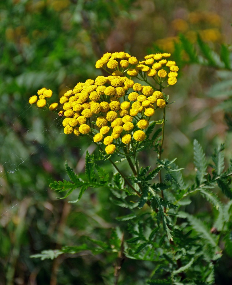 Изображение особи Tanacetum vulgare.