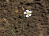 Petrorhagia saxifraga