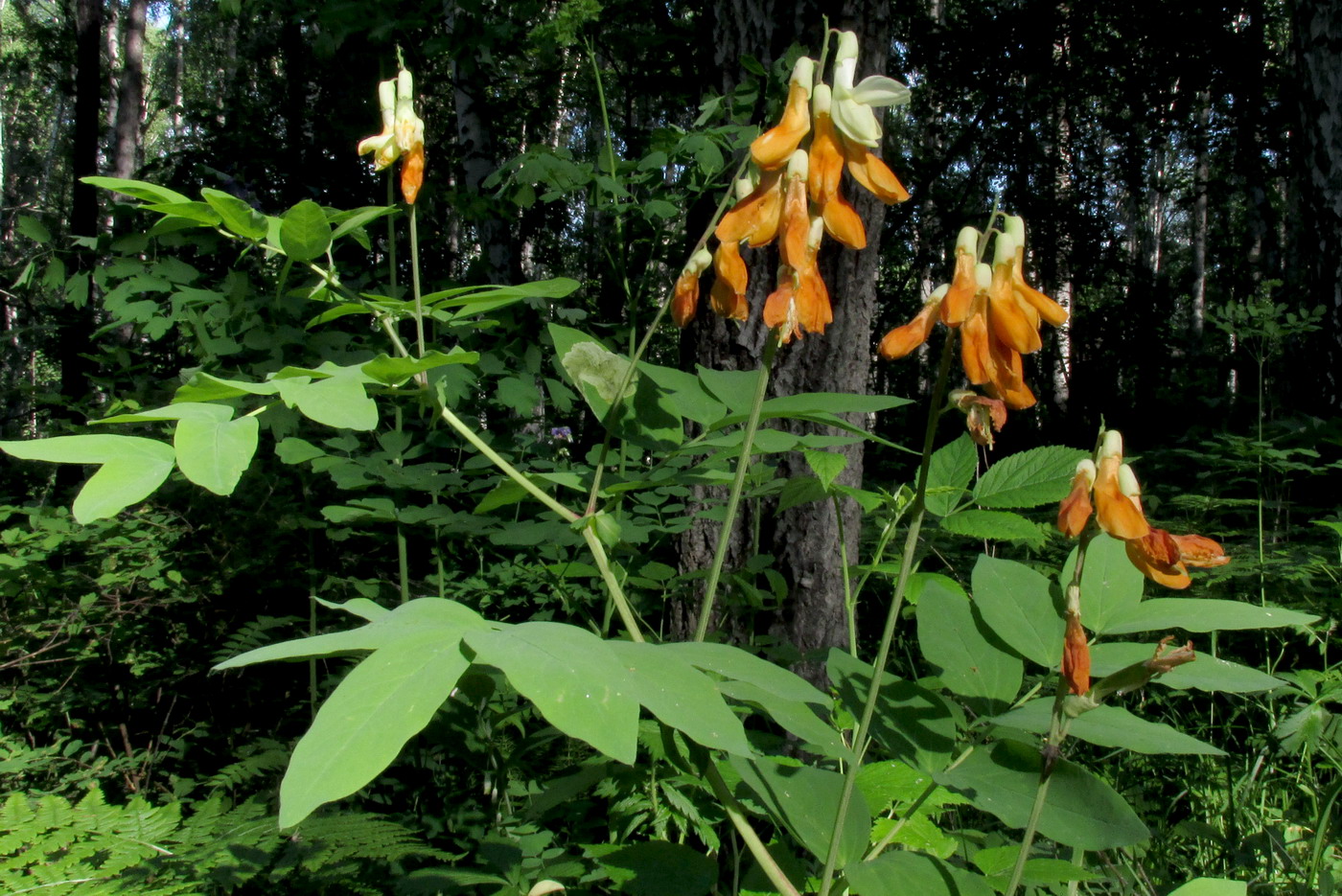 Image of Lathyrus gmelinii specimen.