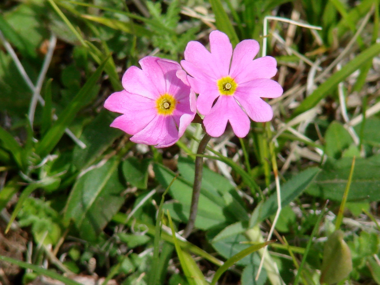 Image of Primula nutans specimen.