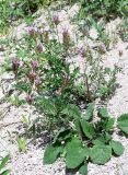 Astragalus ugamicus