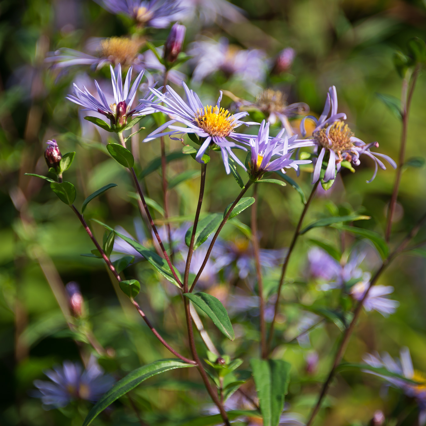 Изображение особи Aster maackii.