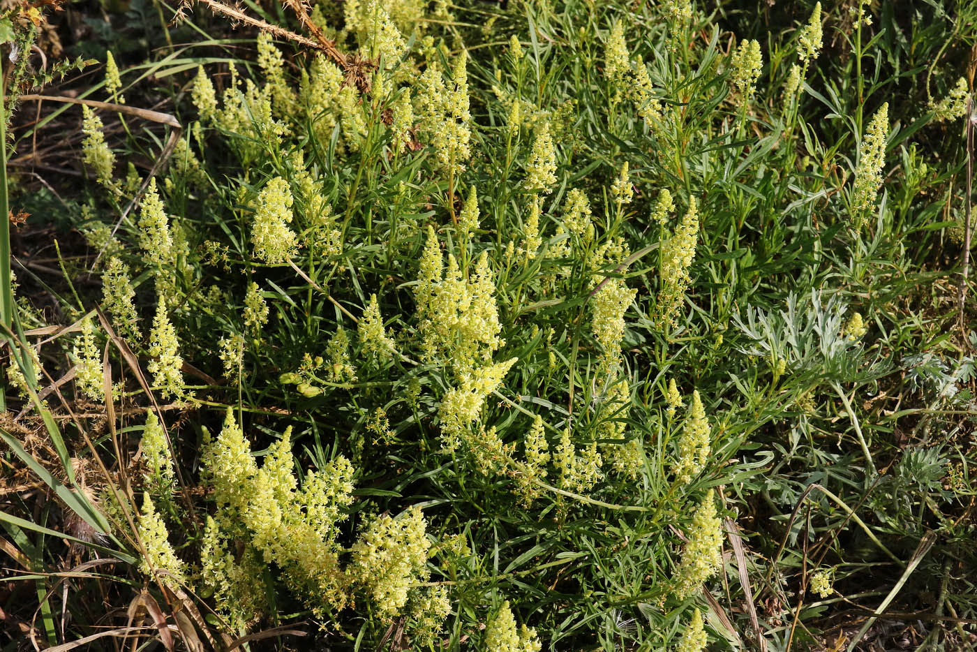 Image of Reseda lutea specimen.