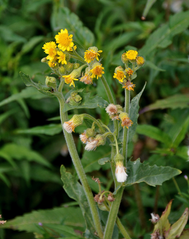 Изображение особи Tephroseris palustris.