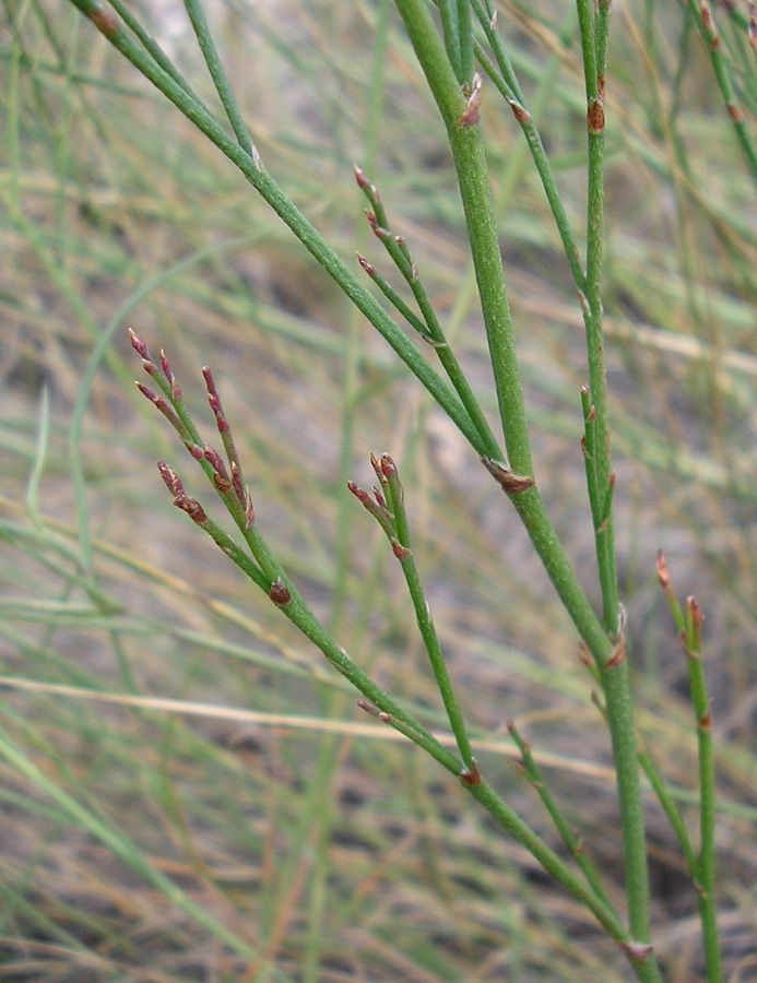 Image of Goniolimon graminifolium specimen.