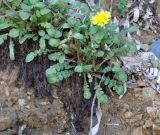 Taraxacum aphrogenes. Цветущее растение. Республика Кипр, п-ов Акама, Бани Афродиты (Λουτρά της Αφροδίτης, χερσόνησος Ακάμα), вертикальная стена скалы, берег моря. 17.11.2019.