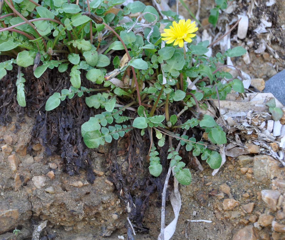 Image of Taraxacum aphrogenes specimen.