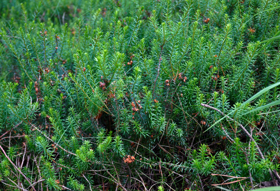 Изображение особи Erica carnea.