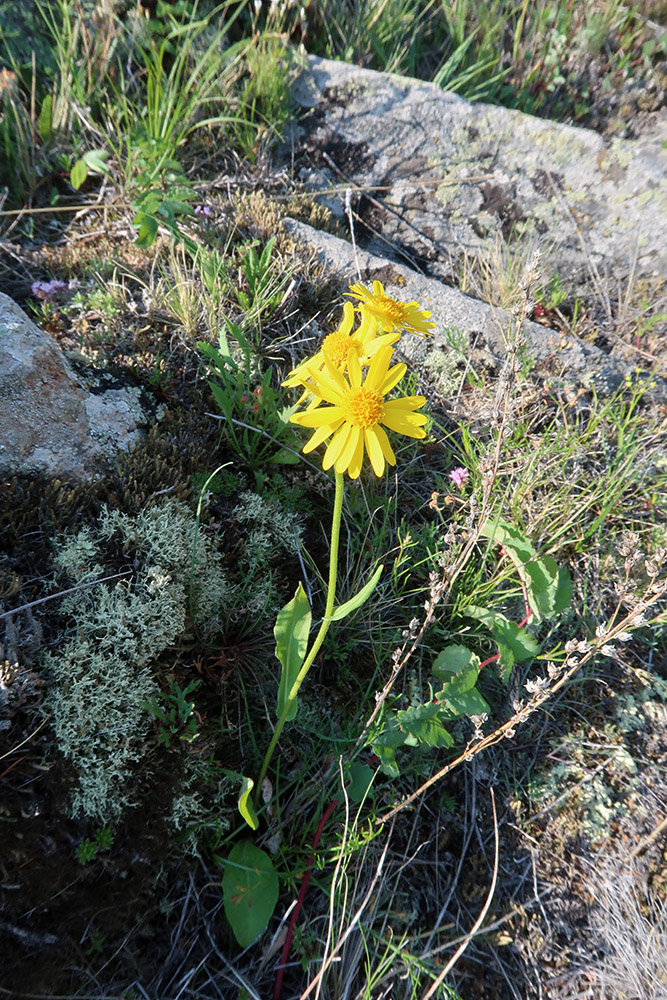 Изображение особи Tephroseris integrifolia.