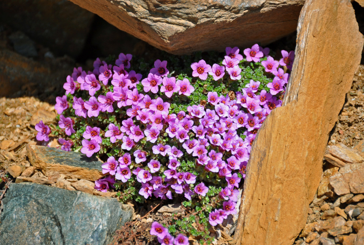 Image of Saxifraga asiatica specimen.