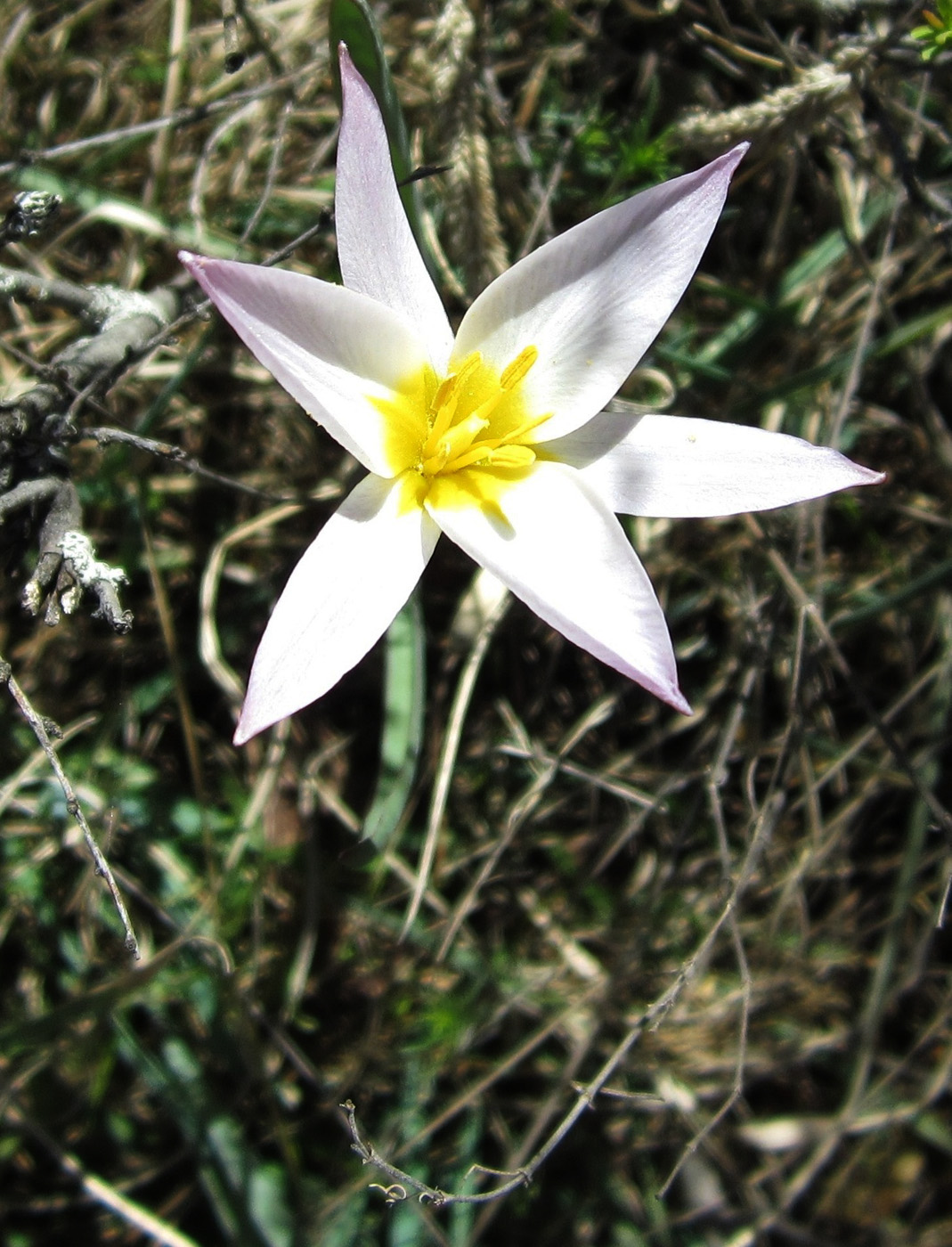 Image of Tulipa patens specimen.