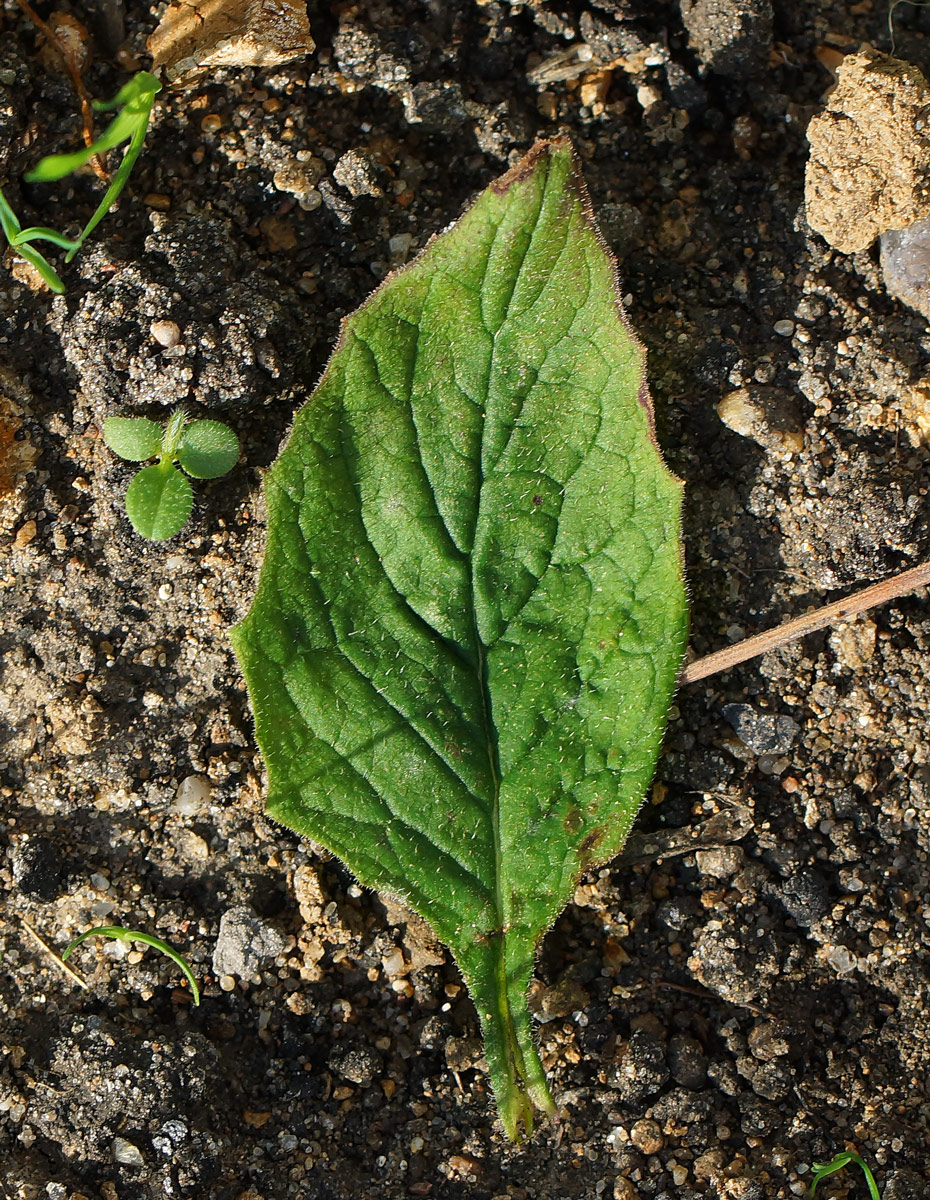 Image of Lapsana communis specimen.