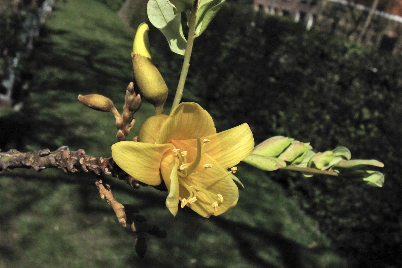 Image of Sophora microphylla specimen.