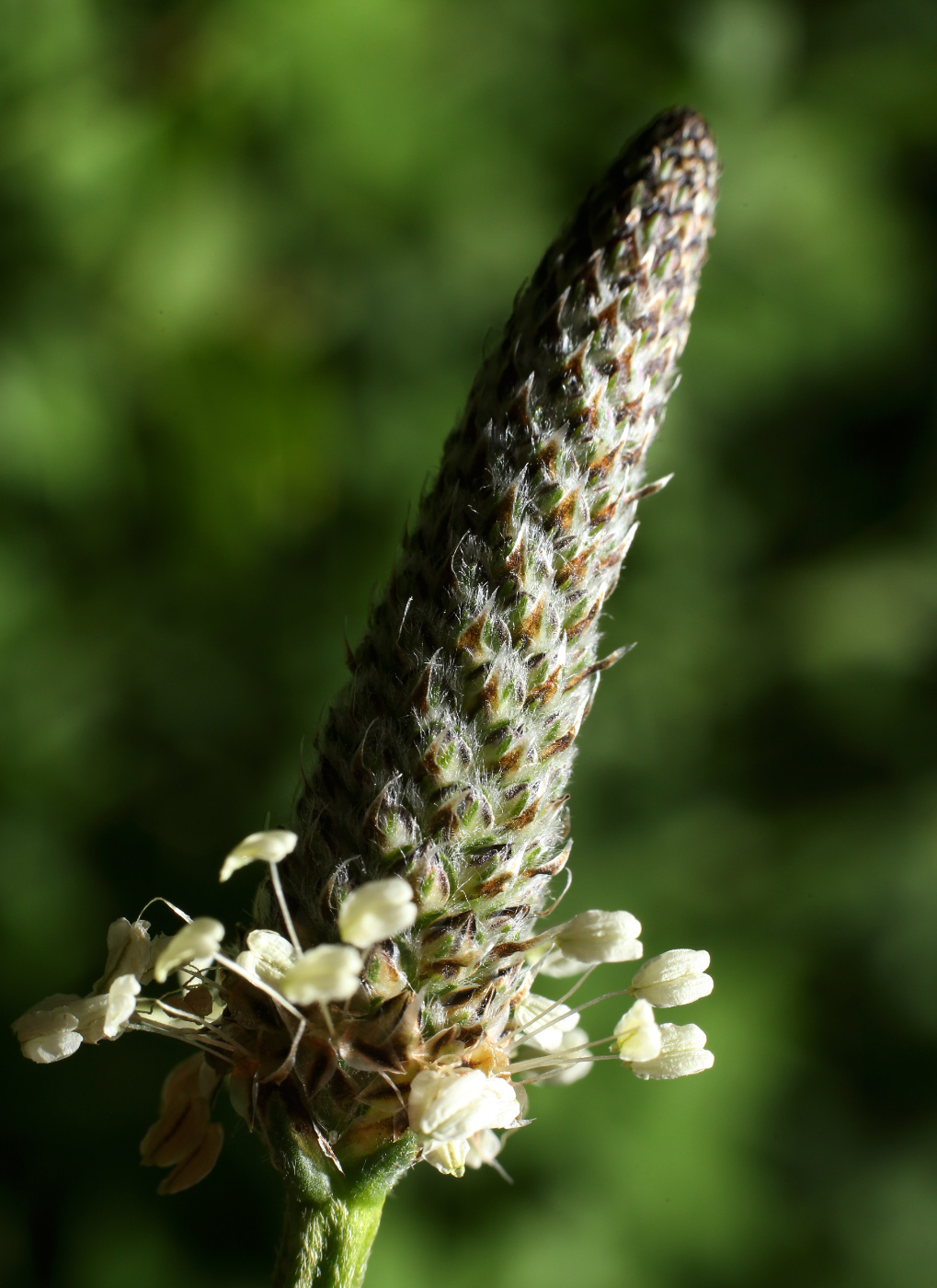 Изображение особи Plantago lanceolata.