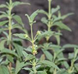 Lantana dinteri