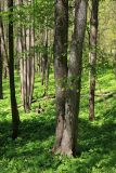 Ulmus laevis. Нижняя часть дерева с тремя сросшимися стволами. Тульская обл., окр. пос. Дубна, лес Темирёво, на склоне оврага в лиственном лесу. 25.05.2020.