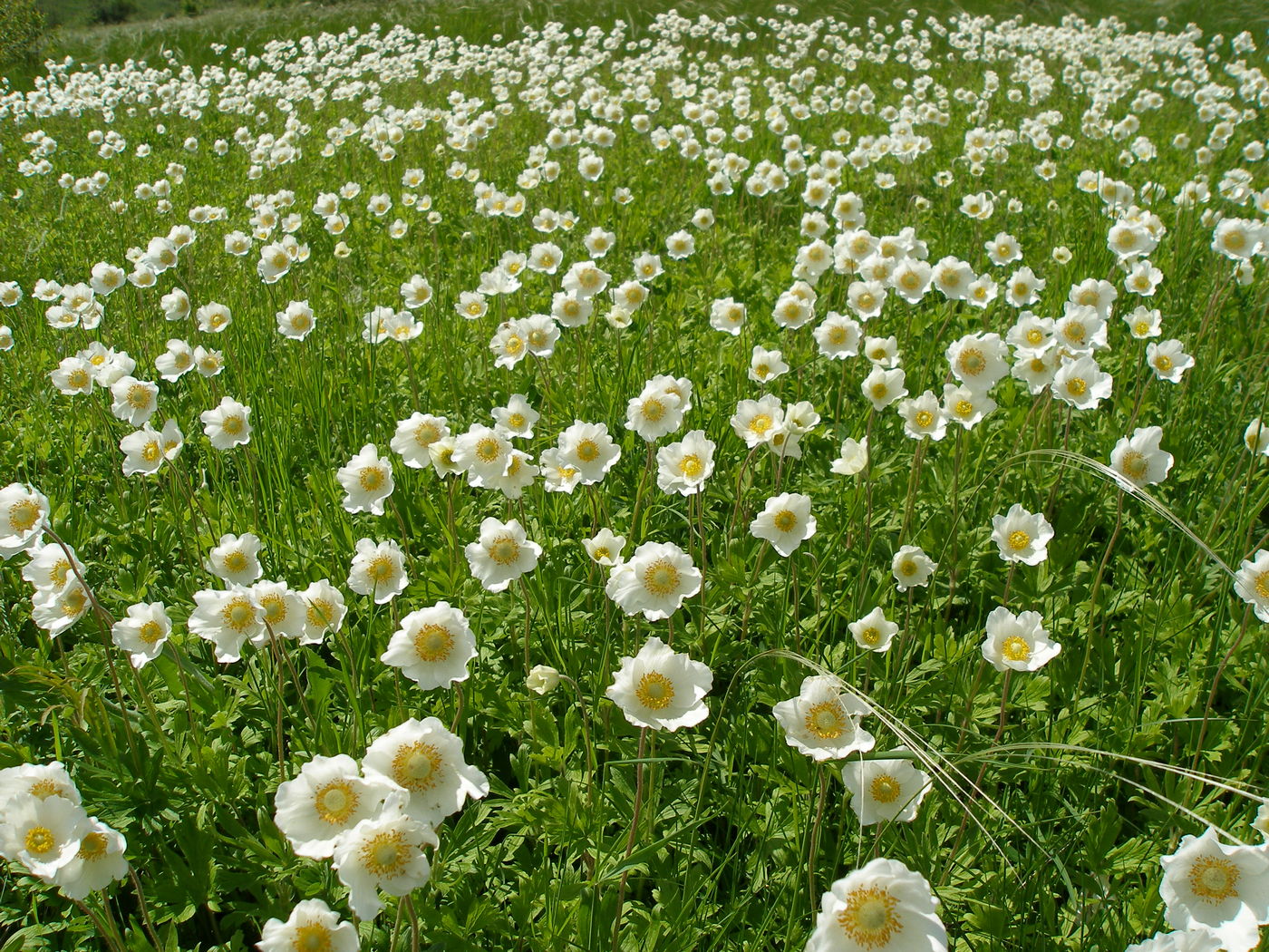 Image of Anemone sylvestris specimen.