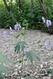 Aconitum neosachalinense