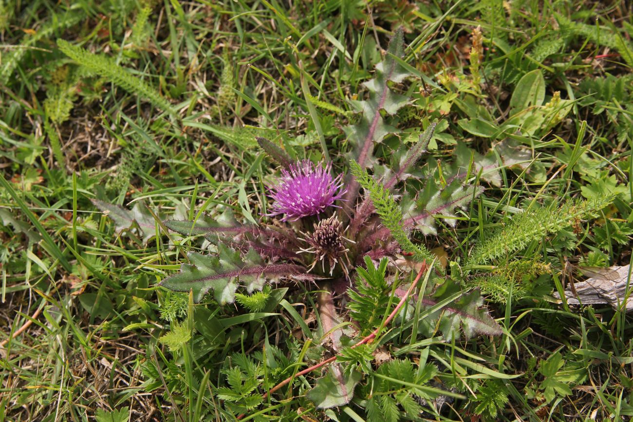 Изображение особи Cirsium esculentum.