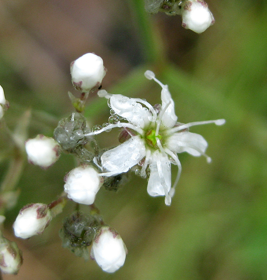 Image of Gypsophila fastigiata specimen.