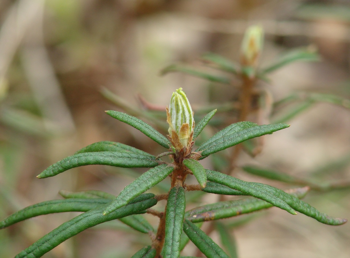 Image of Ledum palustre specimen.