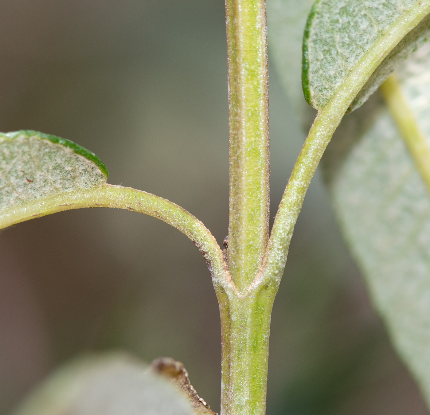 Image of Aristeguietia persicifolia specimen.